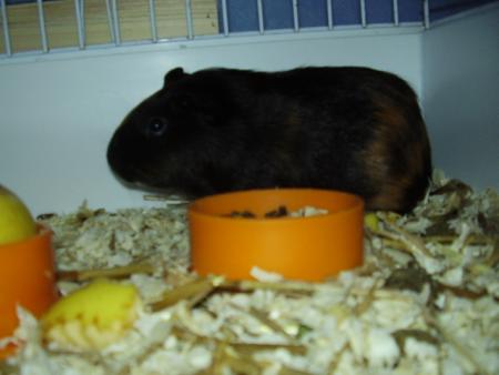 Carlo